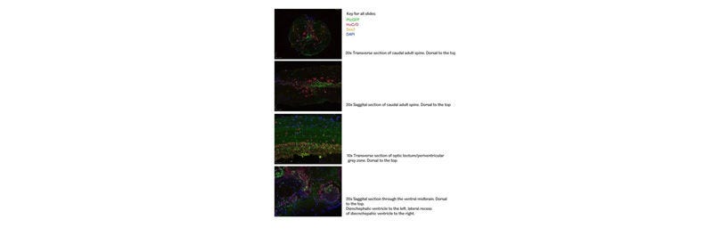SOX2 Rabbit anti-Human, Mouse, Rat, Zebrafish, Polyclonal, Proteintech