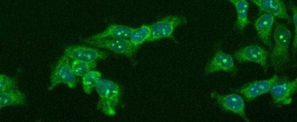 Invitrogen™ Goat anti-Rabbit IgG (H+L) Cross-Adsorbed Secondary Antibody, Alexa Fluor™ 488