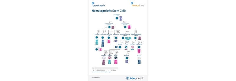 Hematopoietic Stem Cells