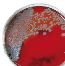 General Microbiology Quality Control Products