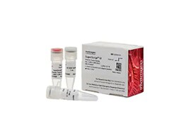 Reverse Transcriptases