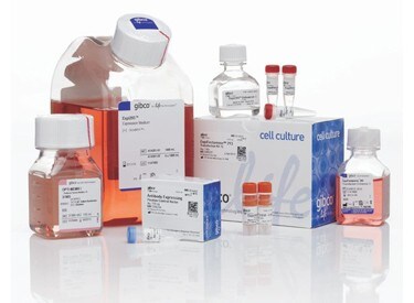 prot expression prot expression