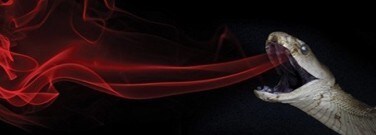 venom-immunotherapy-snake