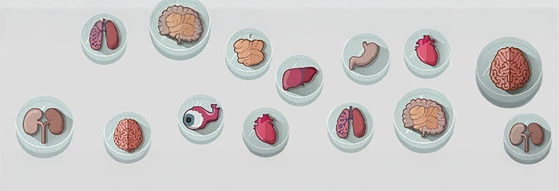 Growing Replacement Organs in a Culture Dish 