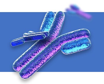 Antibodies Antibodies
