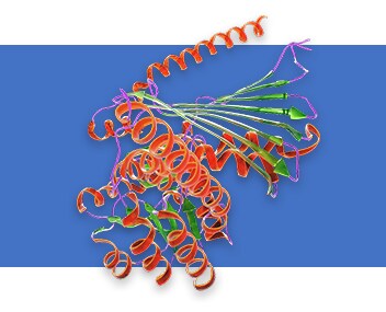 Recombinant Proteins Recombinant Proteins