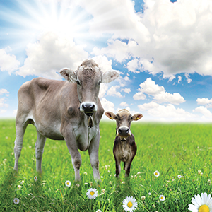 Vetenary and Agriculture