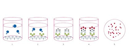 Optimize your ELISpot Assay