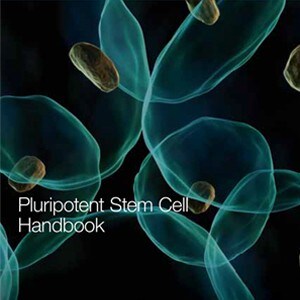 stem-cell stem-cell